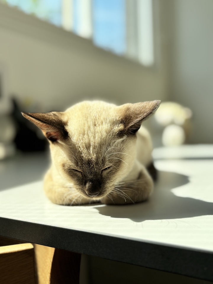 ふれあいスペースでくつろぐ猫
