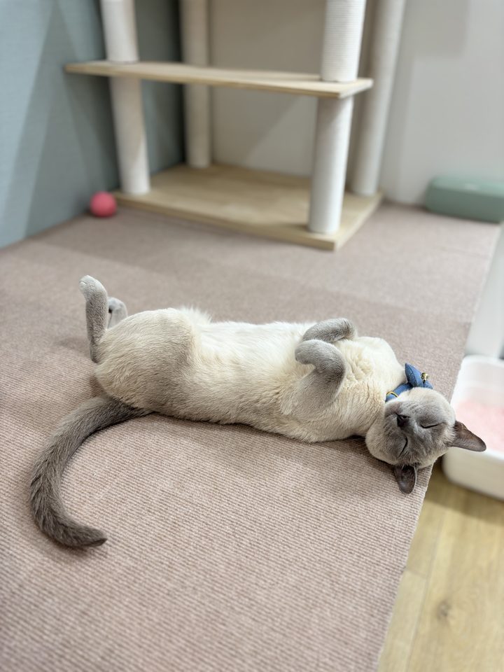 ふれあいスペースの猫